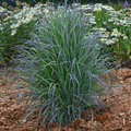 A healthy Standing Ovation Little Bluestem ornamental grass with blue-green foliage, displayed in a garden setting with other plants in the background.