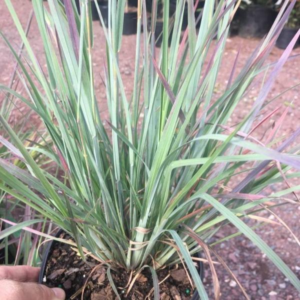 standing ovation little bluestem in a 1-Gallon Pot