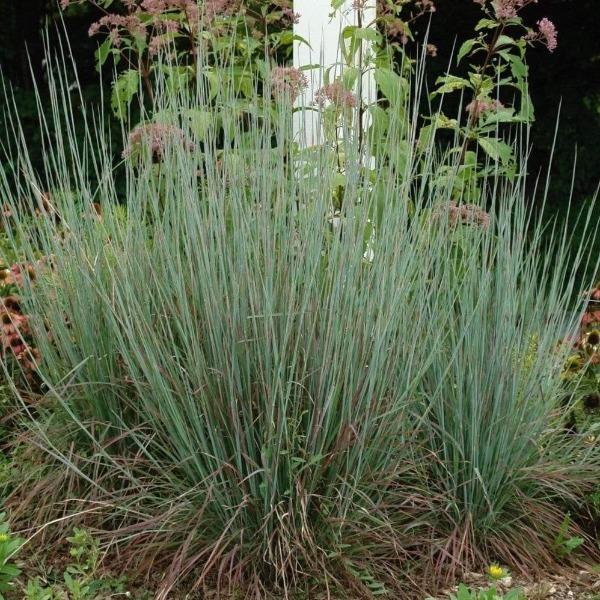 Tight clump of Schizachyrium ‘Standing Ovation’ showing upright stems, 3–4 ft height, and blue-green summer color.