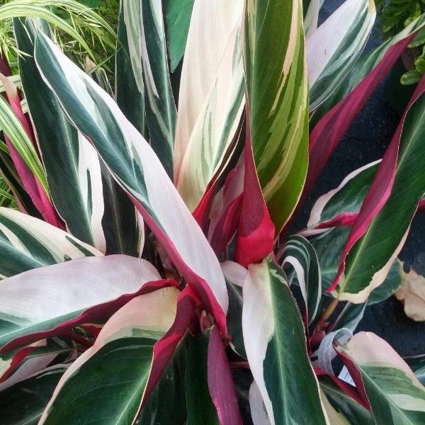 Close-up view of the wonderful tri-colored foliage of Stromanthe Triostar