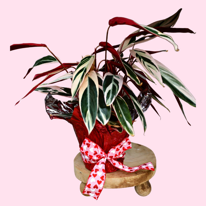 stromanthe triostar in decorative wrapping for valentines day