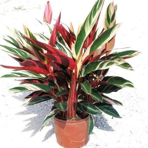 Stromanthe Triostar has brilliant variegated pink white and green foliage