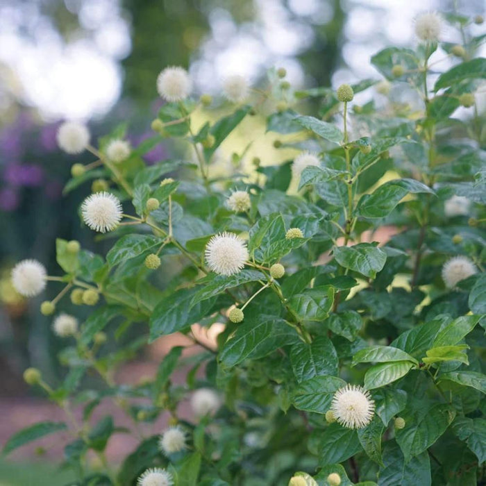 Sugar Shack® Buttonbush with fragrant white globe-shaped flowers and glossy green foliage