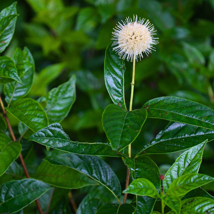 Sugar Shack® Buttonbush blooming in summer with white pincushion-like flowers