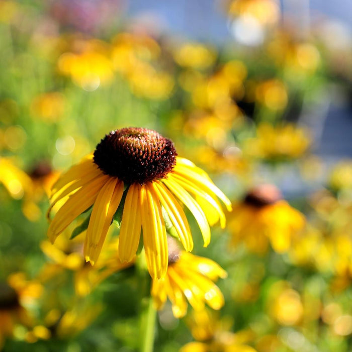 Rudbeckia Viette’s Little Suzy blooming with golden flowers and dark center cones
