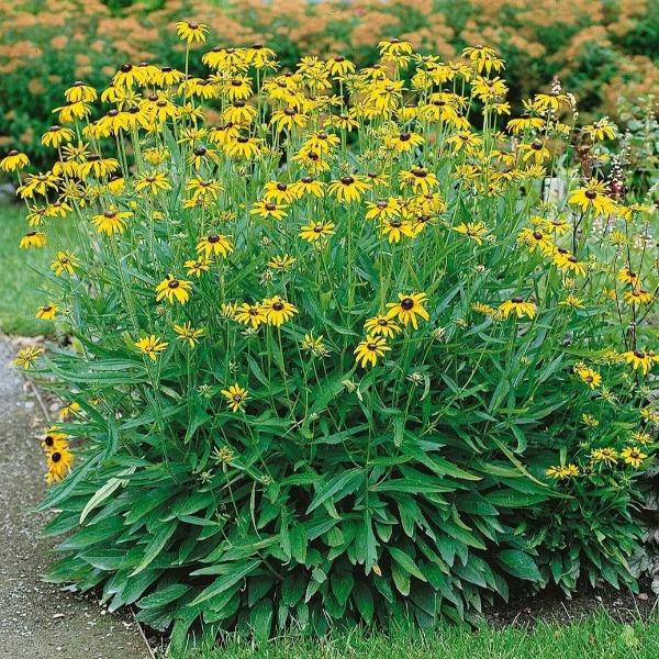 Viette’s Little Suzy Black Eyed Susan with golden-yellow flowers and dark cones blooming in a sunny border