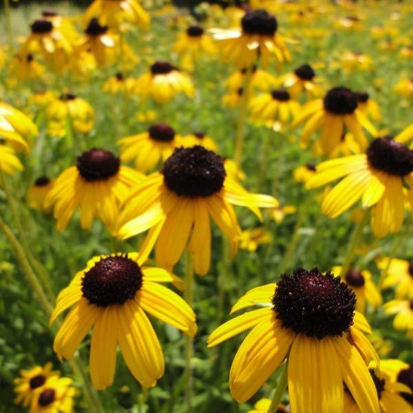 Deer resistant Viette’s Little Suzy Rudbeckia massed in a low-maintenance perennial bed