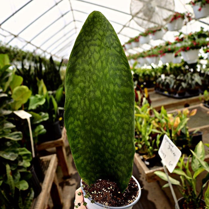 Whale Fin Snake Plant