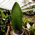 Whale Fin Snake Plant